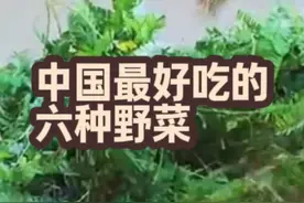 中国最好吃的六种野菜，你吃过几样？ #野菜 #吃货视频封面