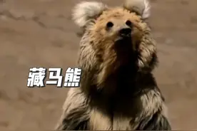 青藏高原最危险的动物，藏马熊！也是跑得最快的熊 #西藏棕熊