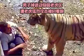 男子掉进动物园老虎区遭老虎猛烈攻击被叼着跑 #动物园 #奇闻奇事视频封面