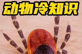 动物冷知识：母螳螂在交配时，会吃掉公螳螂的脑袋？#动物世界视频封面