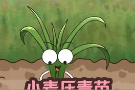 原来真的可以“压苗助长” #小麦压青苗 #小麦种植 #原创动画 #轻漫计划 #新农人计划2024视频封面