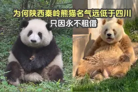 为何陕西熊猫知名度远低于四川？只因永不租借，真正的爱护大熊猫视频封面