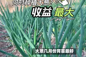 大葱种植户赚钱思维：选对育苗时间，提高经济效益视频封面
