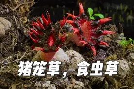 猪笼草：花开要命 自然界的智能马桶，生活在热带的食虫植物视频封面