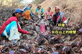印度人怎么抓山螃蟹？摩擦石头发出声响，所有螃蟹都跑出来了视频封面