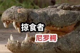 掠食者：尼罗鳄 尼罗鳄是非洲的水中霸王视频封面