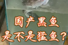国产黑鱼算不算猛鱼，乌鱼乌棒只能做酸菜鱼？一个视频告诉你答案 跳缸一夜的时间，本来都没想着它能活，没想到状态反而来了，无敌炸裂想跳出去和大鳄龟干一架#养鱼日记 #黑鱼 #猛鱼 #国产猛鱼 #跳缸