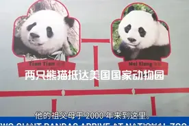 两只熊猫抵达美国国家动物园 两只熊猫抵达美国国家动物园#熊猫视频封面