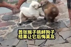 嚣张猴子挑衅白狗，结果下一秒就知道错。视频封面