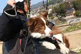 狗子集体上空体验滑翔伞，地上叫得越凶，空中就越怂。“空中也会落狗屎 这谁能想到”#狗狗 #飞翔视频封面