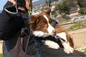 狗子集体上空体验滑翔伞，地上叫得越凶，空中就越怂。“空中也会落狗屎 这谁能想到”#狗狗 #飞翔视频封面