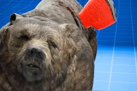 熊肉为什么不能生吃？ #科技发明秀视频封面