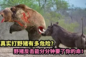 真实打野猪有多危险，野猪反击能分分钟要了你的命！#动物视频封面