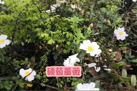 硕苞蔷薇（内容仅供参考） #硕苞蔷薇 #植物科普 #植物百科