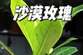 沙漠玫瑰茎太細，做好三多一少，细根变成大粗腿 #花卉绿植视频封面
