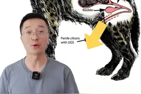 为什么说鬣狗是地球上最倒反天罡的生物？视频封面