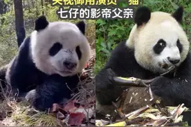 央视御用演员一猫，七仔的影帝父亲，难怪以前纪录片熊猫都一个样视频封面
