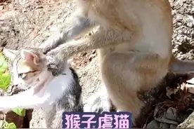 猫打不过猴子，被猴子虐惨了！ #动物 #动物的迷惑行为 #猴子 #猫 ##神奇动物在抖音视频封面