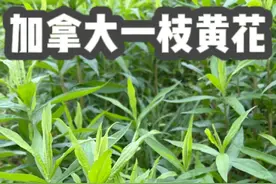 入侵物种加拿大一枝黄花泛滥成灾了 #入侵物种 #加拿大一枝黄花 #植物科普 #环境保护视频封面