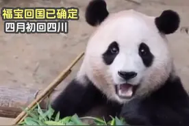 福宝回国时间和地点已定，四月初将回到四川大熊猫保护研究中心视频封面