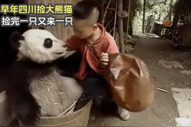 早年四川捡大熊猫，捡完一只又来一只，难怪大家说四川家家有熊猫