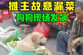 摊主耍心眼骗狗，狗狗讨菜不成，直接强拿#狗狗买菜 #狗狗成精了视频封面