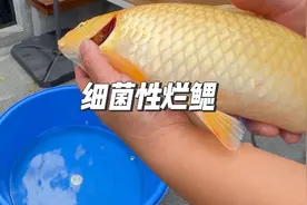 锦鲤细菌性烂鳃了解下！我了解后送走一条鱼