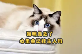 猫咪走丢了，心里会记挂主人吗？过来人告诉你答案 #猫咪 #猫视频封面