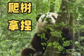 花花：爬树不就是轻轻松松吗 拿捏住了#大熊猫和花 #熊猫花花视频封面