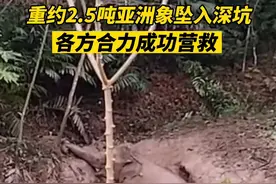 重约2.5吨亚洲象坠入深坑被困，各方合力成功营救！#亚洲象视频封面