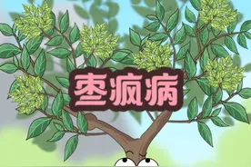 这枣树咋还疯了呢！ #疯枣病 #冷知识 #轻漫计划 #新农人计划2024 #原创动画视频封面