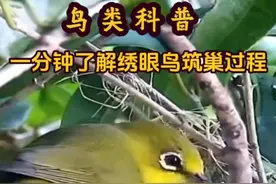 鸟儿虽小本领很大 绣眼鸟儿虽然个子小，但该有的它一样也不缺。#鸟儿筑巢 #爱鸟护鸟 #鸟类实拍 #动物世界 #鸟类科普视频封面