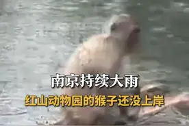 南京持续大雨 红山动物园的猴子还没上岸 #江苏dou知道 #吗喽 #红山动物园视频封面