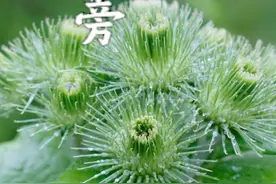 这种在国外特别受欢迎，但是在国内几乎没人吃它的植物你认识吗，在你那儿有这种植物吗？#你的家乡有这种植物吗 #植物科普 #大自然的馈赠 #野菜 #随拍