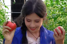 今天带大家看看我种的番茄，面多汁多种子多，回家做汤汁真浓 #我的乡村生活 #2024新农人计划 #乡村守护人 #曹大管家