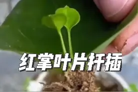 红掌不用买，  剪片叶子就可以扦插生根 #扦插   #自己扦插  #分享家庭养花知识视频封面