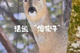 话说“傻狍子” 当女孩叫男朋友“傻狍子”时，你知道是什么意思吗？
#动物世界看人生百态 #冰雪多巴胺