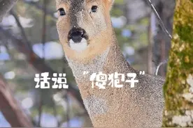话说“傻狍子” 当女孩叫男朋友“傻狍子”时，你知道是什么意思吗？
#动物世界看人生百态 #冰雪多巴胺