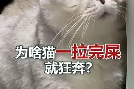 为啥猫咪一拉完屎，就要狂奔呢？ #养猫经验分享 #科学养猫攻略 #猫咪日常 #养猫新手 #猫咪的迷惑行为