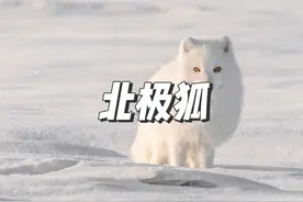 狐狸界的颜值天花板，北极狐！卸妆后也挺丑 #狐狸 #北极狐