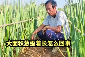大葱大面积歪着长怎么回事#章丘大葱种植技术 #新农人2023计划视频封面