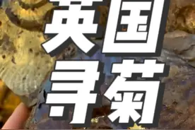 英国寻找菊石化石 #化石 #古生物 #菊石 #侏罗纪 #大海的馈赠视频封面