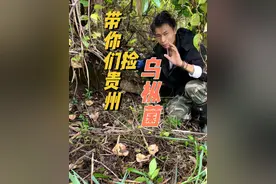 大山里面遍地都是乌枞菌，快来和我一起捡菌子吧，真的太多了，根本捡不完#我的乡村生活 #乌枞菌 #野生菌 #大自然的馈赠 #波哥捡蘑菇视频封面
