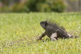 国外狩猎鬣蜥视频封面