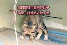 流浪猫被弓箭射穿肚子命悬一线好心人救了他 #流浪猫救助视频封面