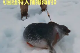 因纽特人老布一家集体捕猎海豹，食用脂肪能为身体补充充足的热量视频封面
