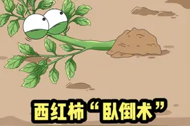 给西红柿“卧倒”，将来收成一定好#奇妙知识在抖音 #轻漫计划 #万物皆可达 #充能计划 #创造力计划 #乡村守护人2023