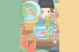 什么！一条鱼也要躺着睡觉。 #泰国斗鱼 #神奇的大自然 #涨知识 #科普一下 #原创动画视频封面