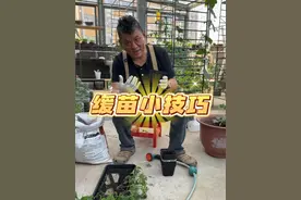 买回来的苗经过缓苗成活率会更好哦~#家庭种植 #阳台种菜 #种植小技巧 #种菜 #我的小菜园视频封面