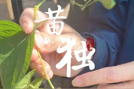 大山里的中药材——黄独 #黄独 #你的家乡有这种植物吗 #中药材